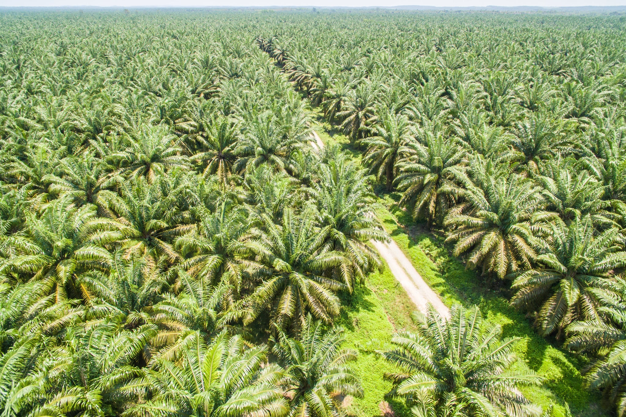 Inc. Magazine: Palm Oil and Environmental Responsibility
