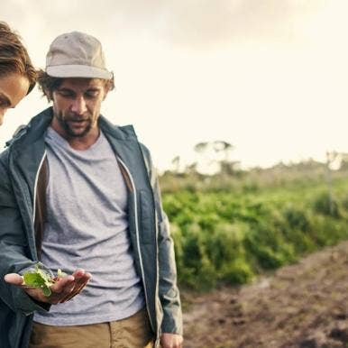 Winter Crop Survival with Potassium Nitrate