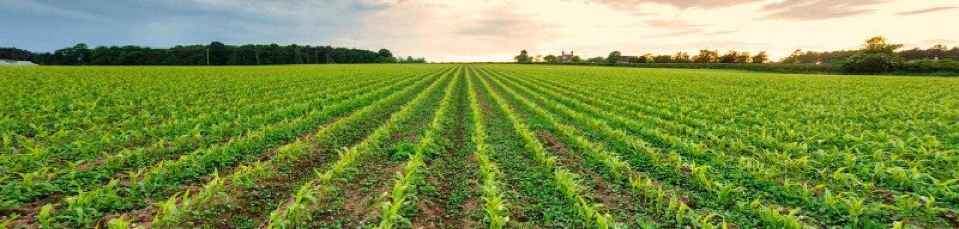 Using Ethanol to Help Plants Better Handle Heat Stress