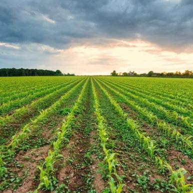 Using Ethanol to Help Plants Better Handle Heat Stress
