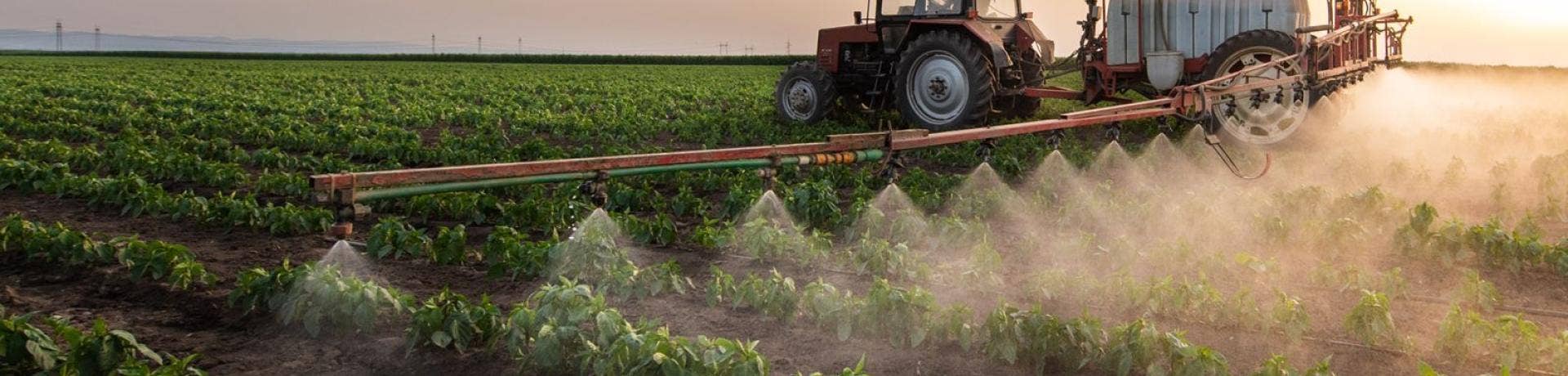 Safe Pest Control with Boric Acid