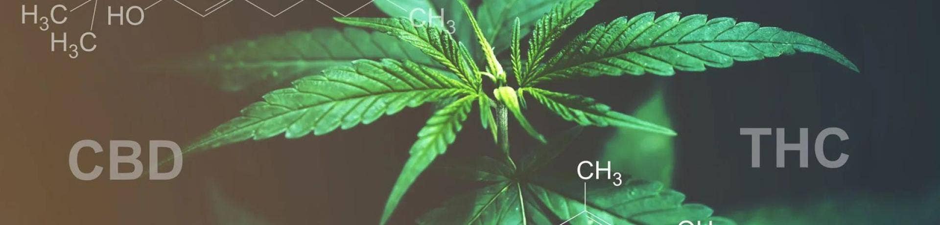 What happens when you take the cannabinoids out of cannabis?