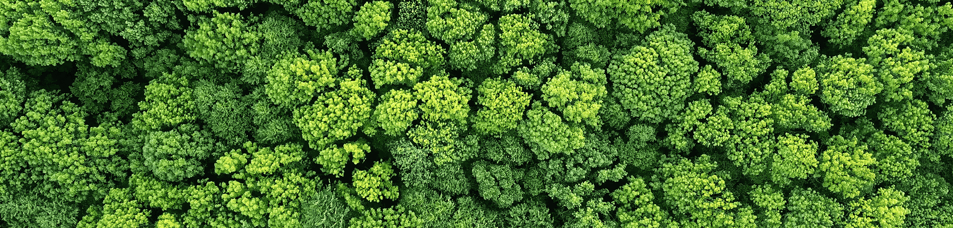 Lab Alley Surpasses Its Own Goals, Reaching 1 Million Mangrove Trees Planted