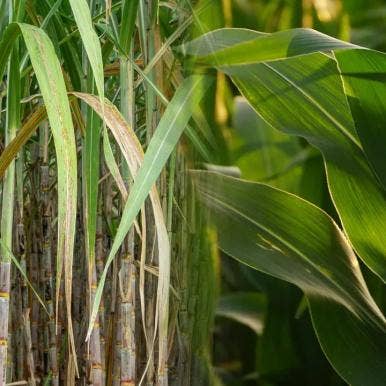 Sugar-cane vs corn ethanol