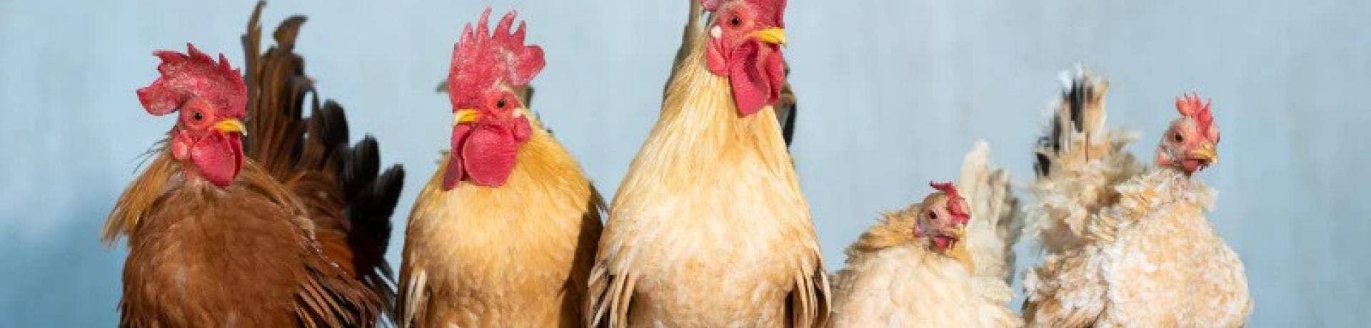 Using Ethanol to Prevent the Bird Flu