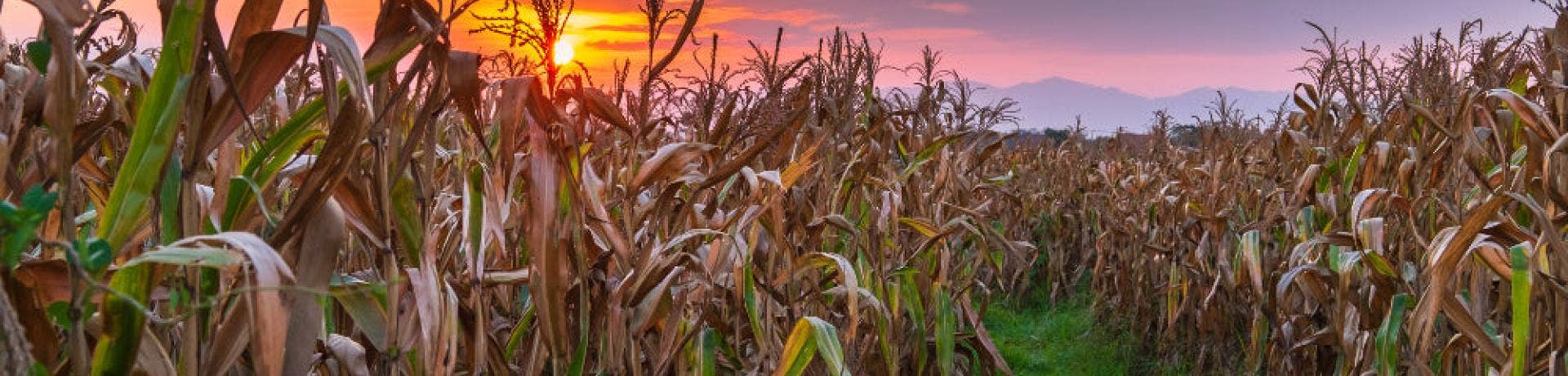 Ethanol in the Future of Middle-America