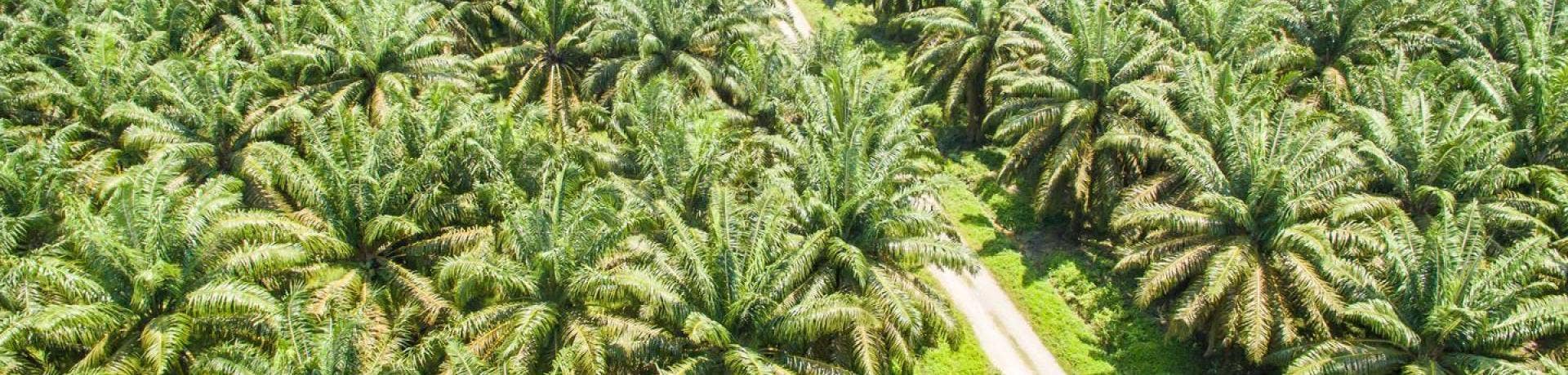 Inc. Magazine: Palm Oil and Environmental Responsibility
