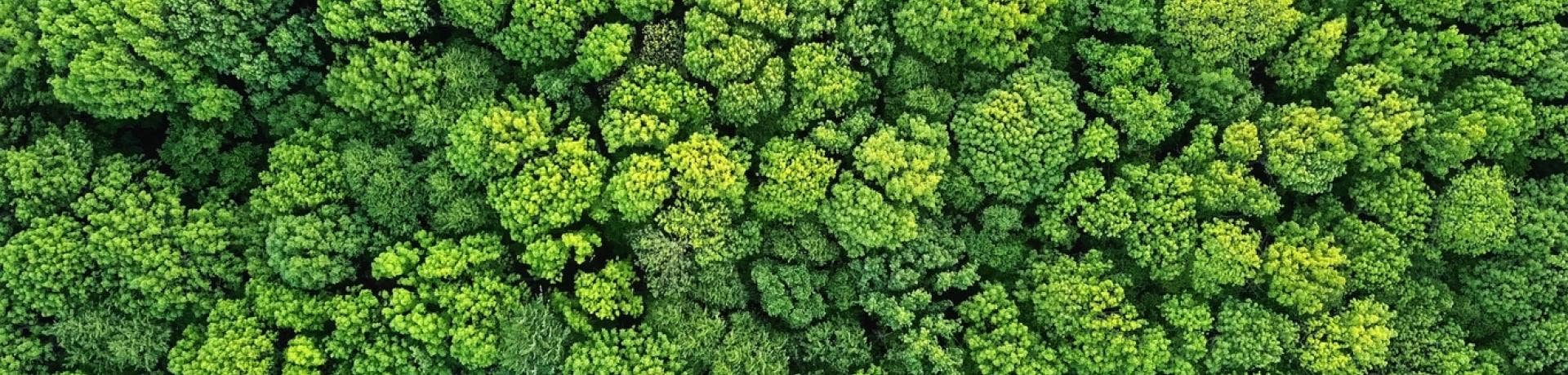 Lab Alley Plants 100,000 Mangrove Trees in Partnership with Ecodrive