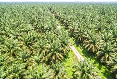 Inc. Magazine: Palm Oil and Environmental Responsibility