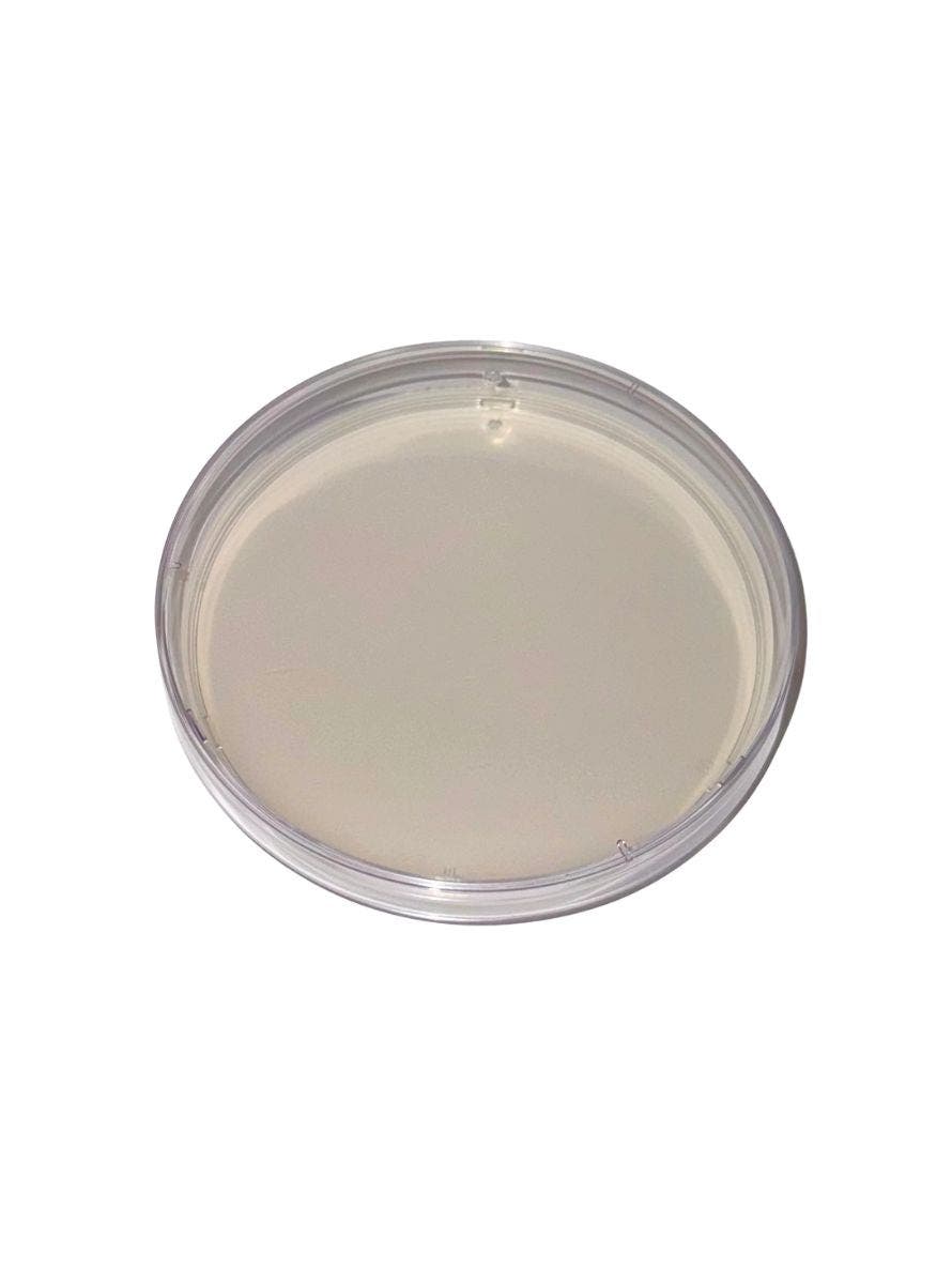 Plain Agar Plates