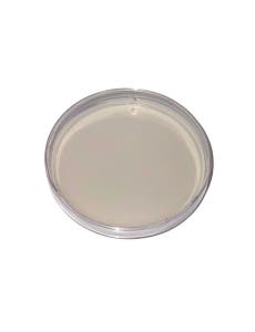 Plain Agar Plates
