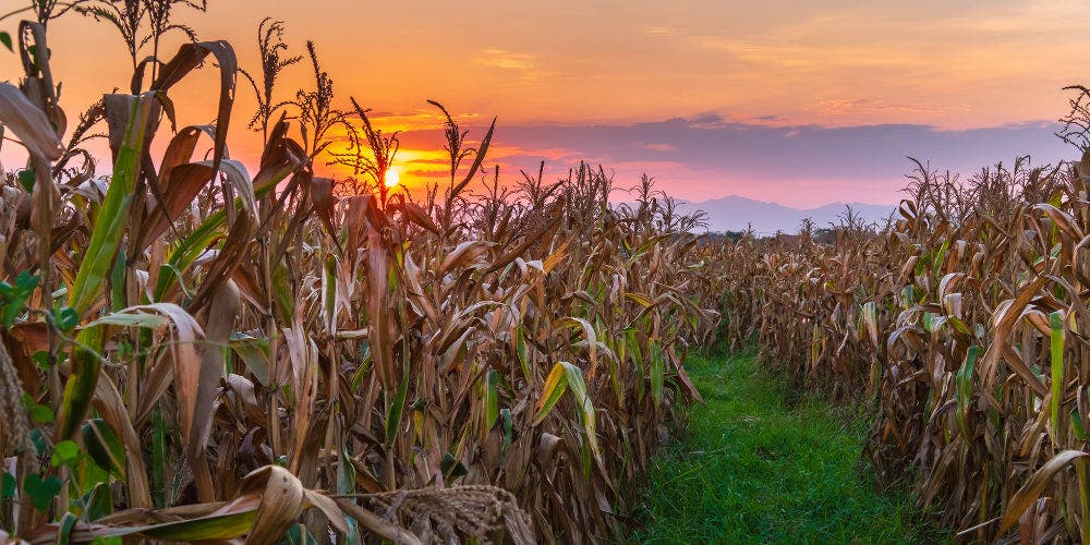 corn-fields-sunset.webp__PID:78dafa45-d300-4ffb-b2dd-fba2eac977f9