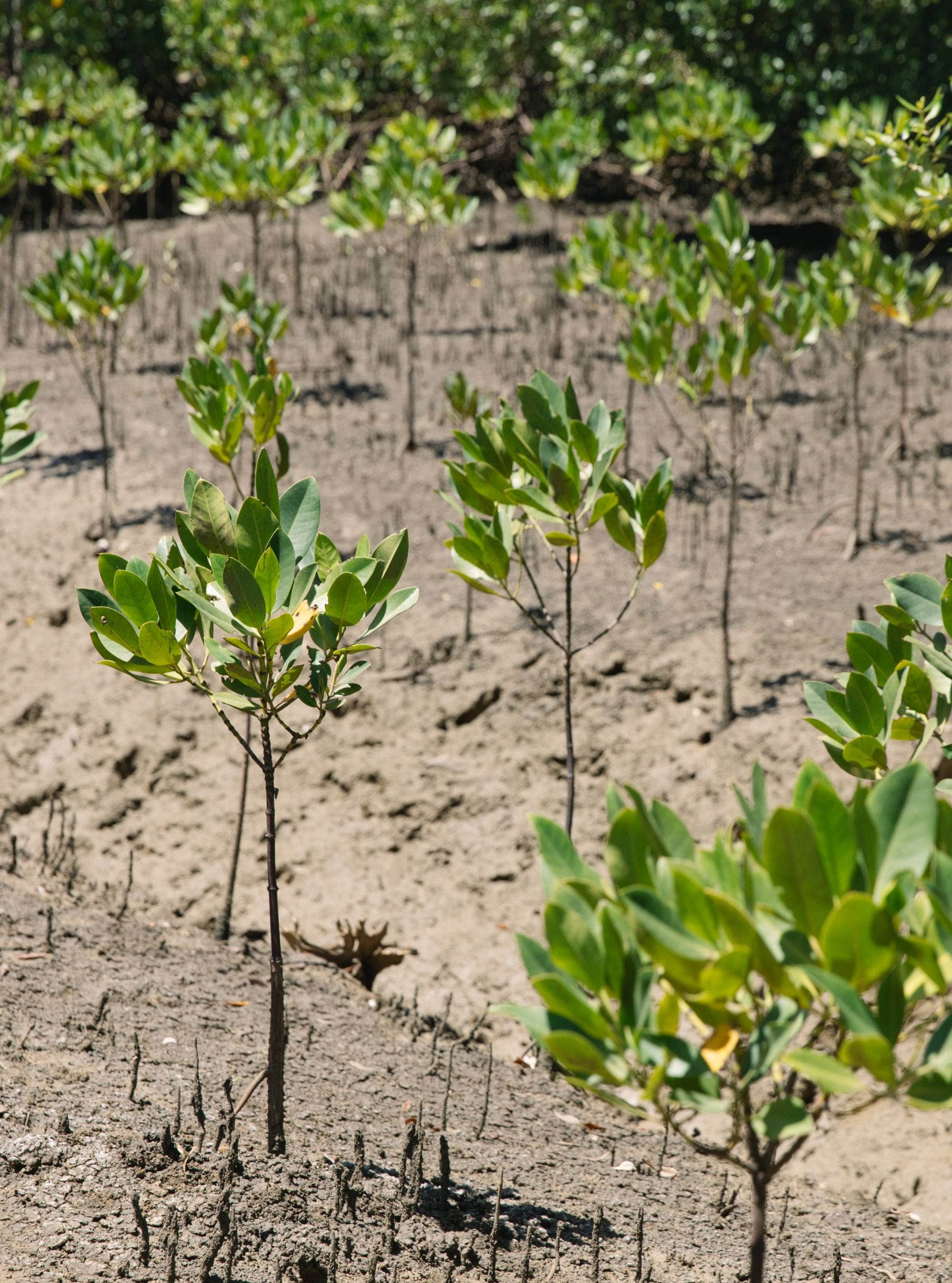 NA-PAL (3).jpg__PID:1563ea20-610b-4504-b58e-5cc0b13c9c0d